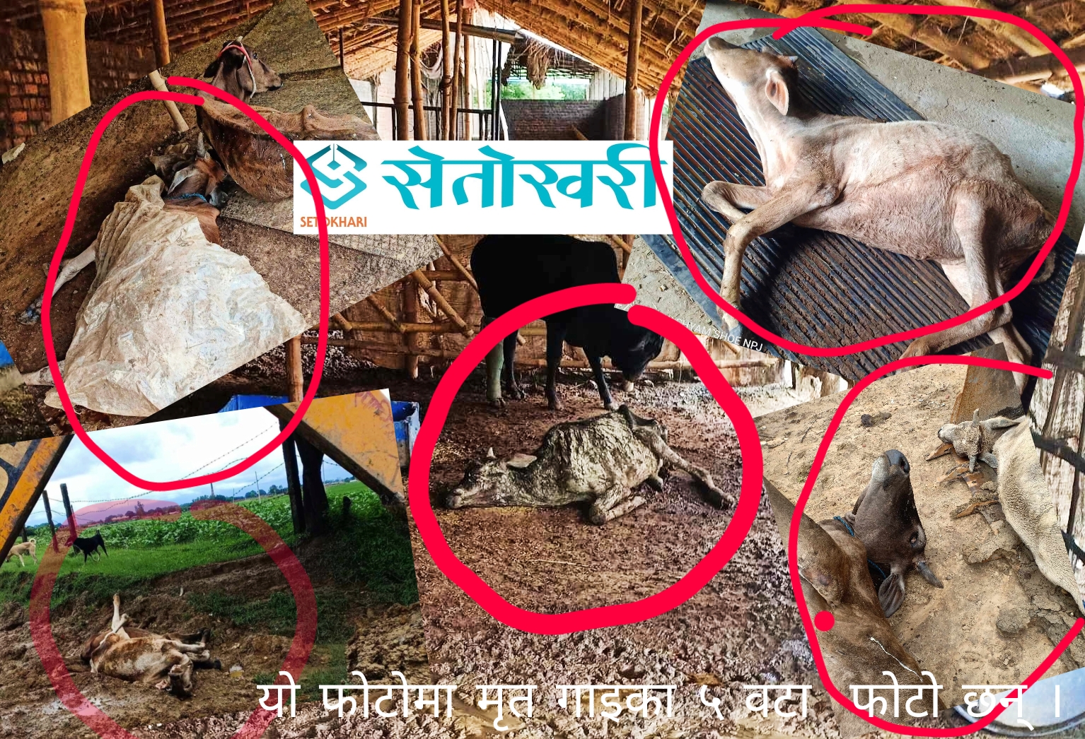 नेपालगन्जमा थुनेर मारिदै छ ‘गौमाता’लाई