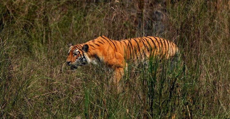 च्याउ टिप्न जंगल गएका थिए कृष्ण, बाघले लग्यो ज्यान 