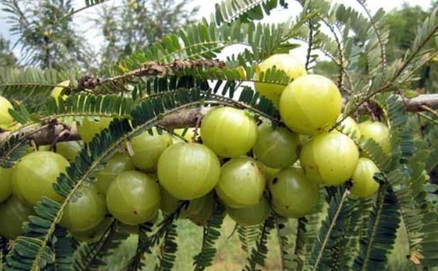 अमलाबाट के–के हुन्छ फाइदा ?