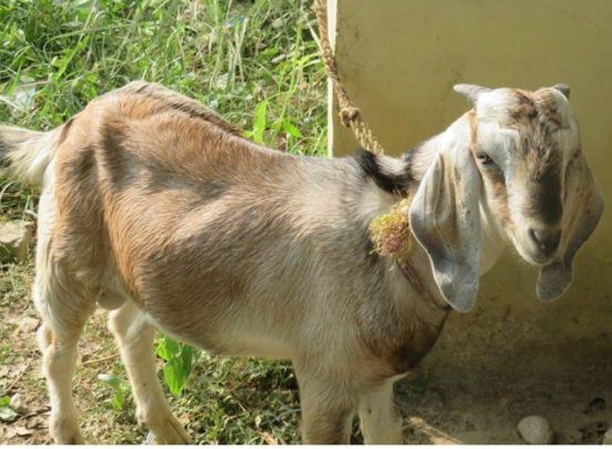 नेपालगन्जमा भेटिए बर्दियाबाट चोरी भएका खसी