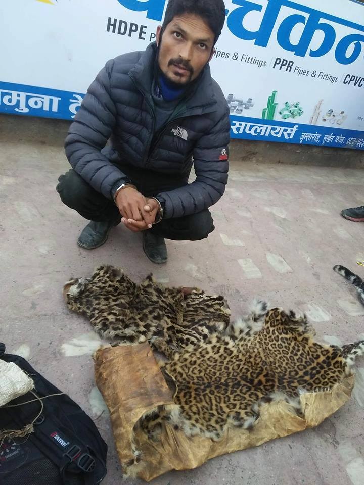 चितुुवाको छालासहित एक पक्राउ