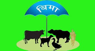 कृषि–पशु वीमाबारे किसान अनविज्ञ