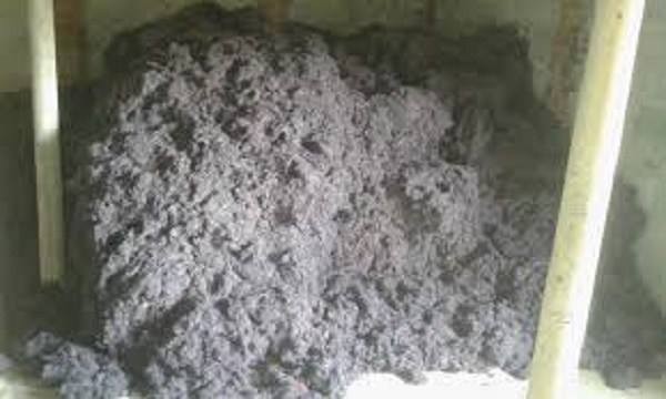 कालो कपास नियन्त्रण गर्न निर्देशन