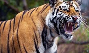 वन्यजन्तुबाट पीडित परिवारलाई प्रदेश सरकारको राहत