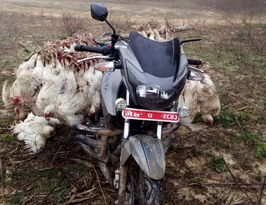 डेढ क्वीन्टल ब्रोईलर कुखुरा बरामद