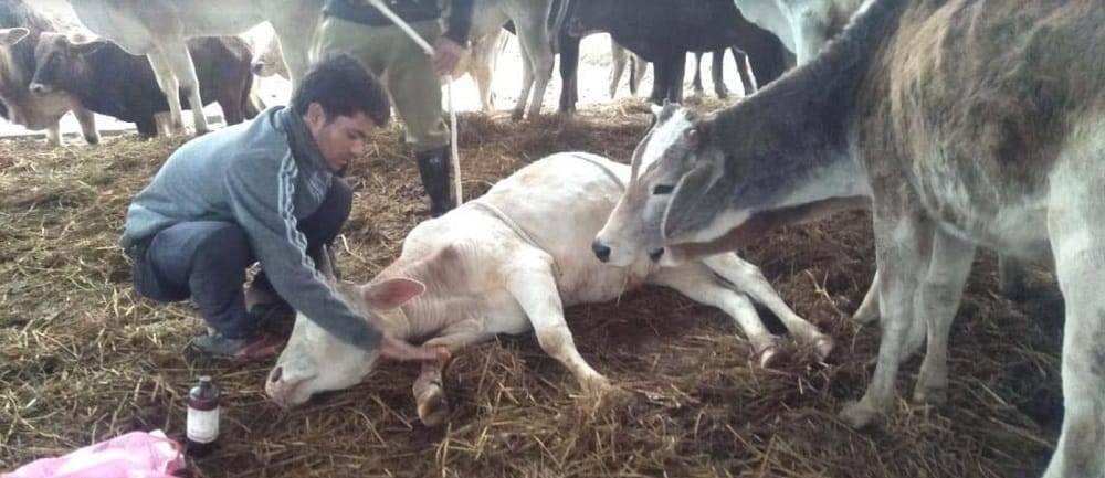 १६ गाई मरेपछि बचाउमा सक्रिय