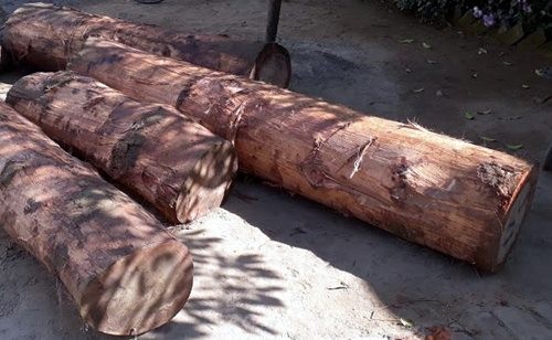 सालका गोलिया बरामद
