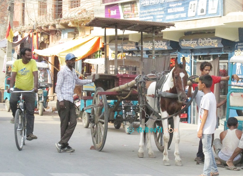 टाँगा हराएसगैं नेपालगन्जको पहिचान गुम्दै