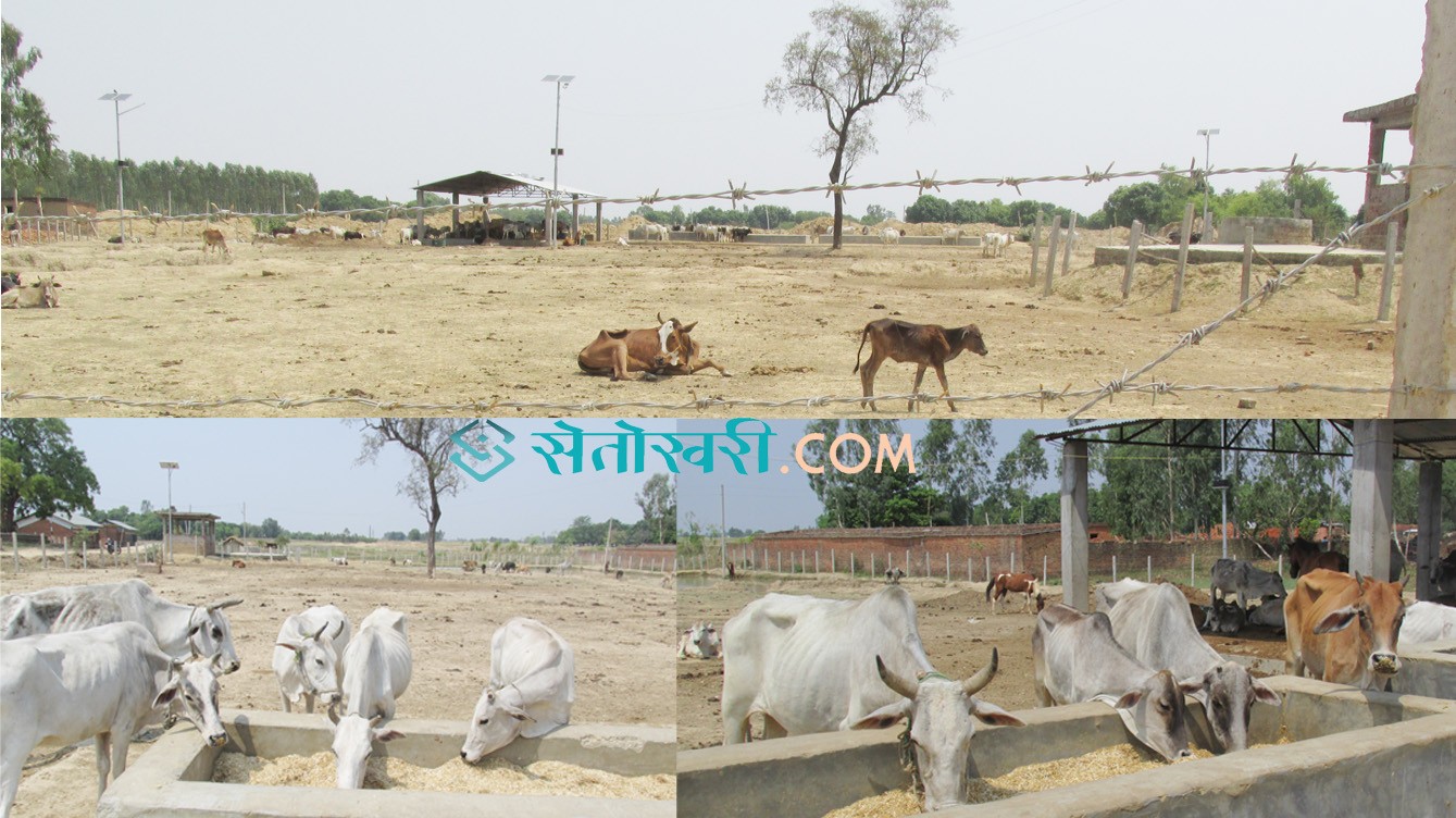 गर्मीले मर्न थाले नेपालगन्जमा पशु