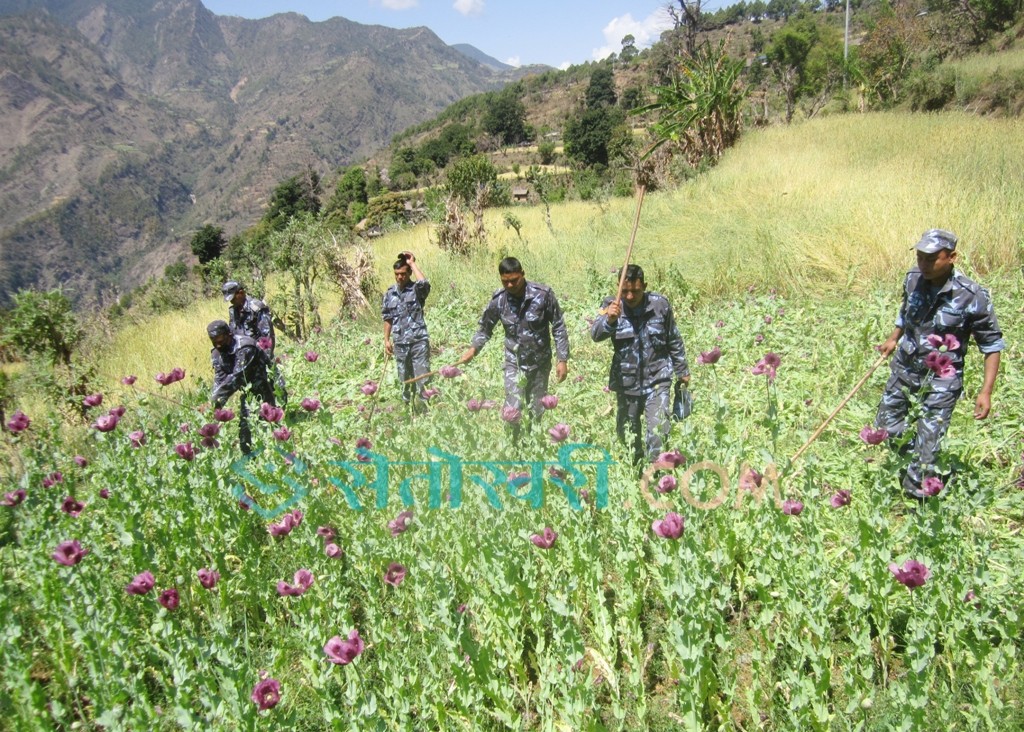 एक सय ७२ रोपनीमा लगाइएको अफिम खेती नष्ट