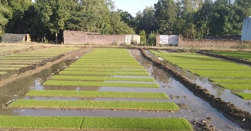 किसानलाई धानको ब्याड राख्न भ्याईनभ्याई