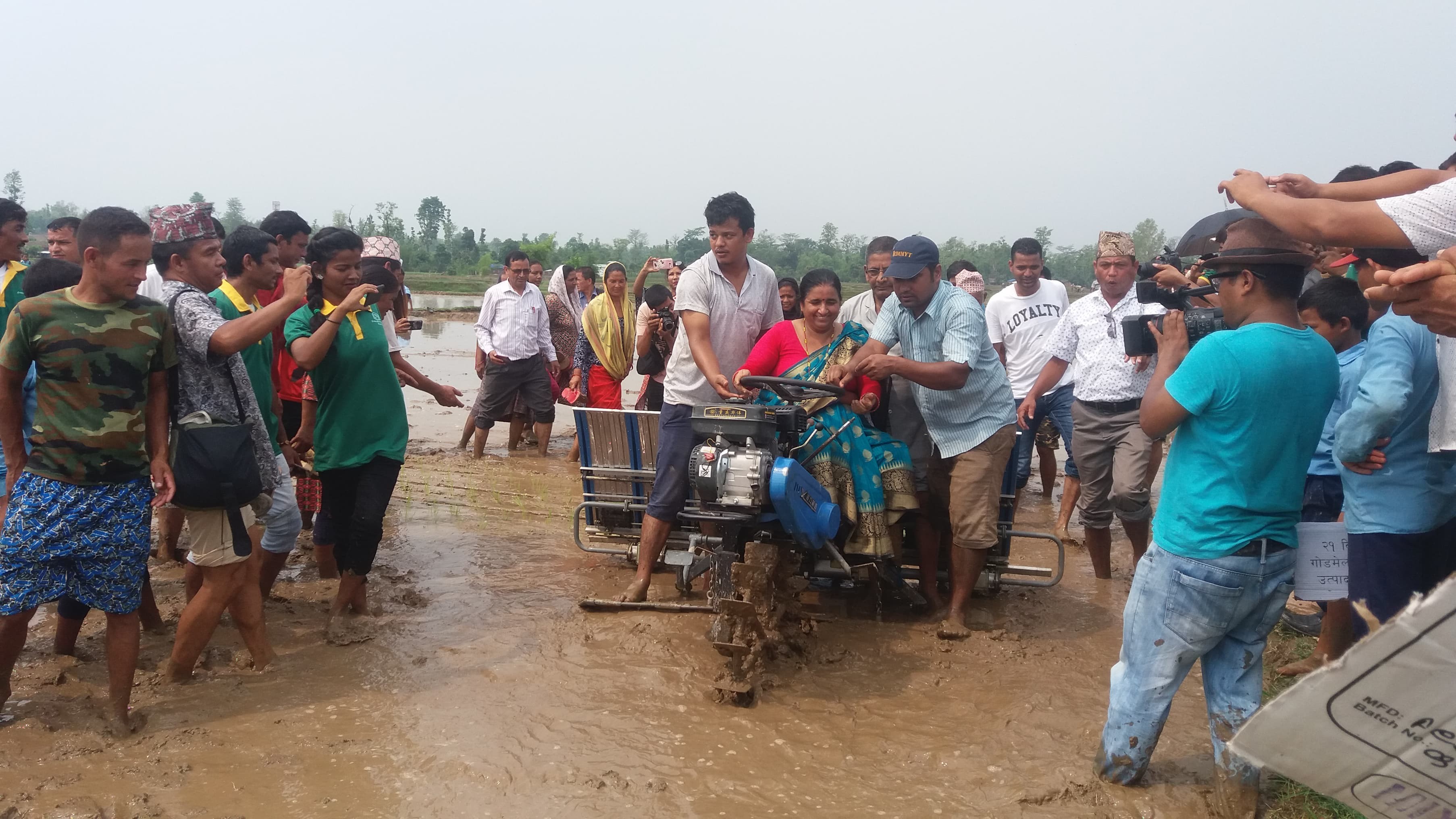 धान दिवसः पाँच प्रतिशत रोपाइँ, उत्पादन घट्ने अनुमान