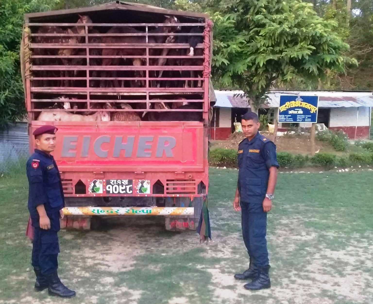 अगैया प्रहरीले एक ट्रक खसीबोका समात्यो