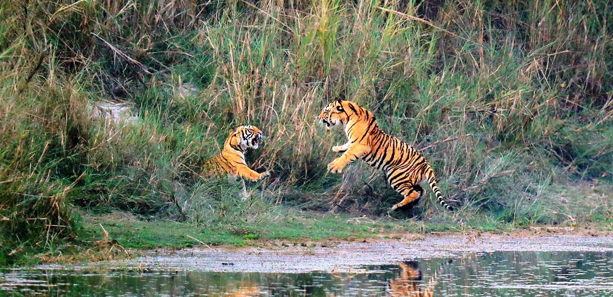 बाँकेमा बाघ संख्या बृद्धिमा कमी, निकुञ्ज स्थापनाको १२ वर्षमा मात्र २५ बाघ