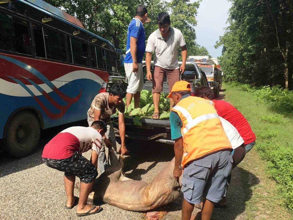 जोखिममा निकुञ्जकै वन्यजन्तु
