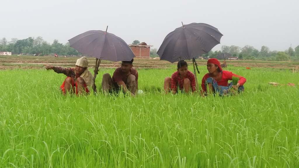 देशभर ९८ प्रतिशत रोपाइँ, धानको उत्पादन बढ्ने प्रक्षेपण