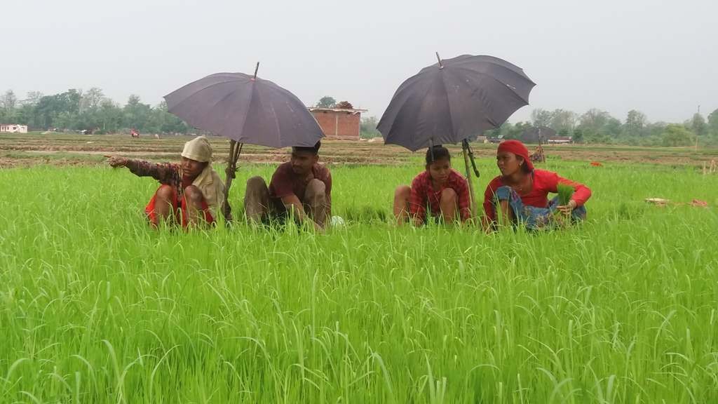 पानी अभावमा रोपिएको धान खेत सुक्न थाले