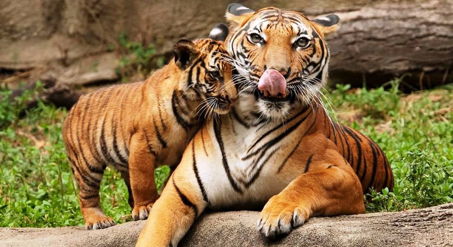 बाँके र बर्दियामा बाघ आक्रमण बढ्दोः निकुञ्ज क्षेत्रका बासिन्दा त्रसित