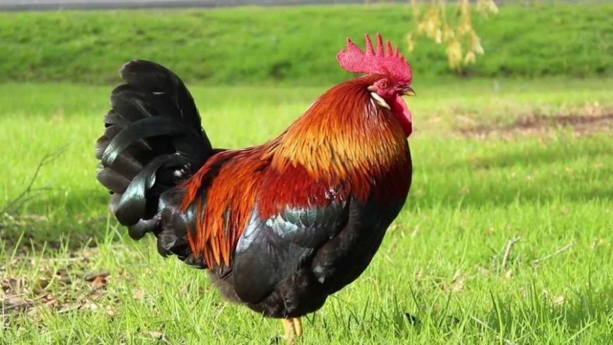 सुत्केरी भेट्न भाले बोकेर पुगे वडाध्यक्ष