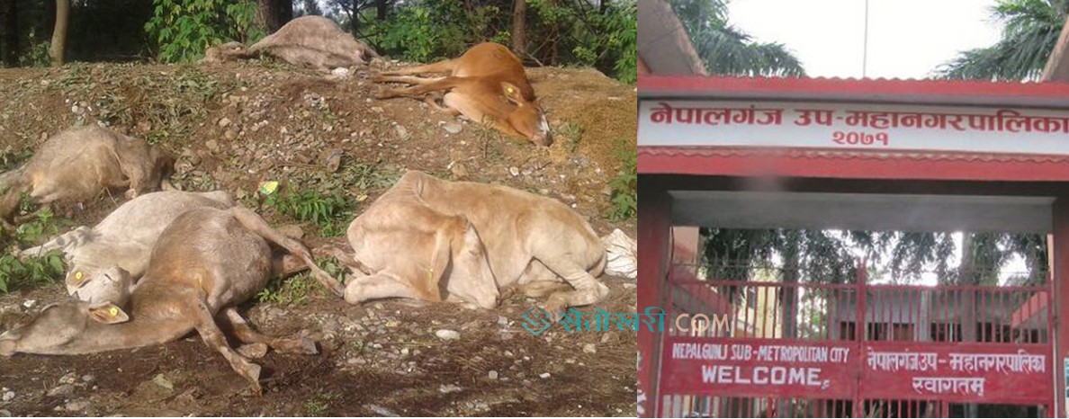गाई-गोरु मृत्यु प्रकरण:  दोषीलाई कारबाहीको सिफारिस