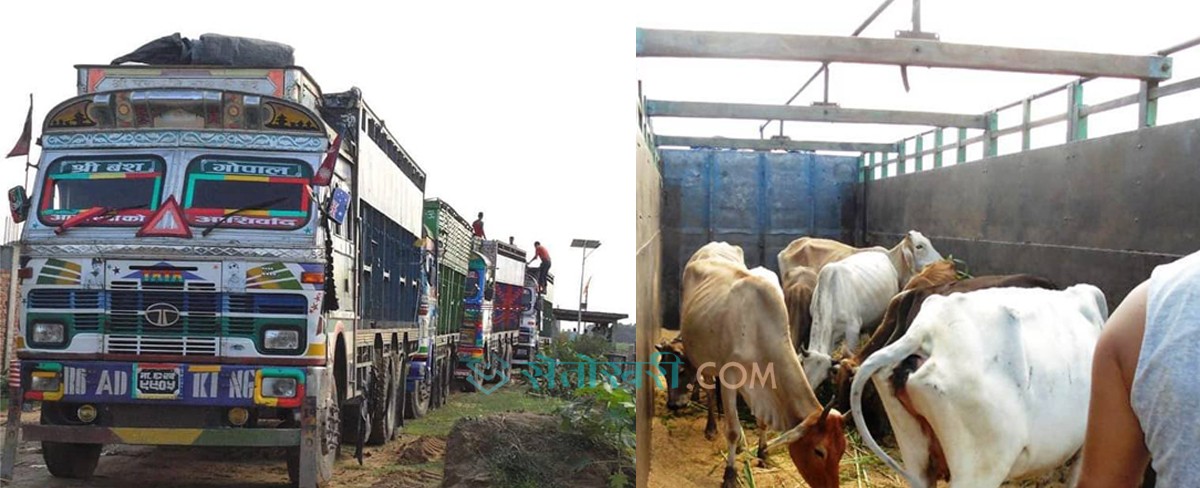 गोरु तस्करी रोक्ने गाँउलेलाई हतकडी