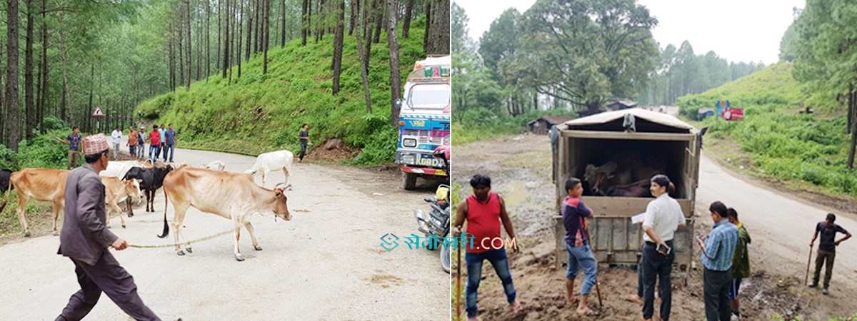 नौ ट्रकमा १७९ गाई-गोरू नेपालगन्ज फिर्ता