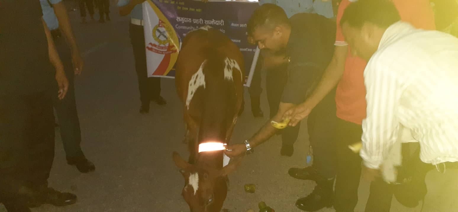 युवाले बाँधे छाडा पशुचौपायाको घाँटीमा ‘रिफ्लेटिभ पेपर’
