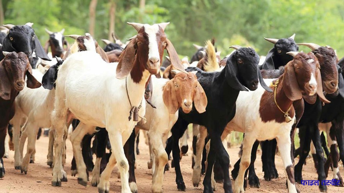 दशैँमा सहकारीले बेच्छन् एक करोडका खसीबोका