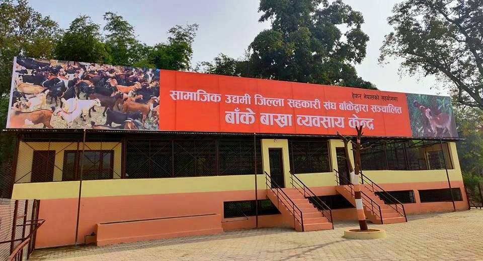 दशैंको मुखमा बिक्रि भएनन् खसी