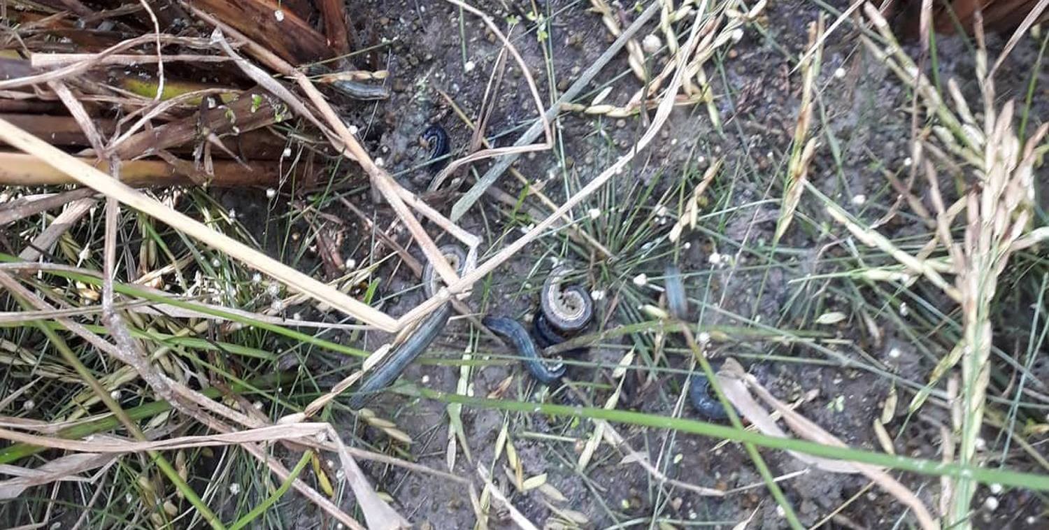 १७ हजार हेक्टर धानबाली सखाप