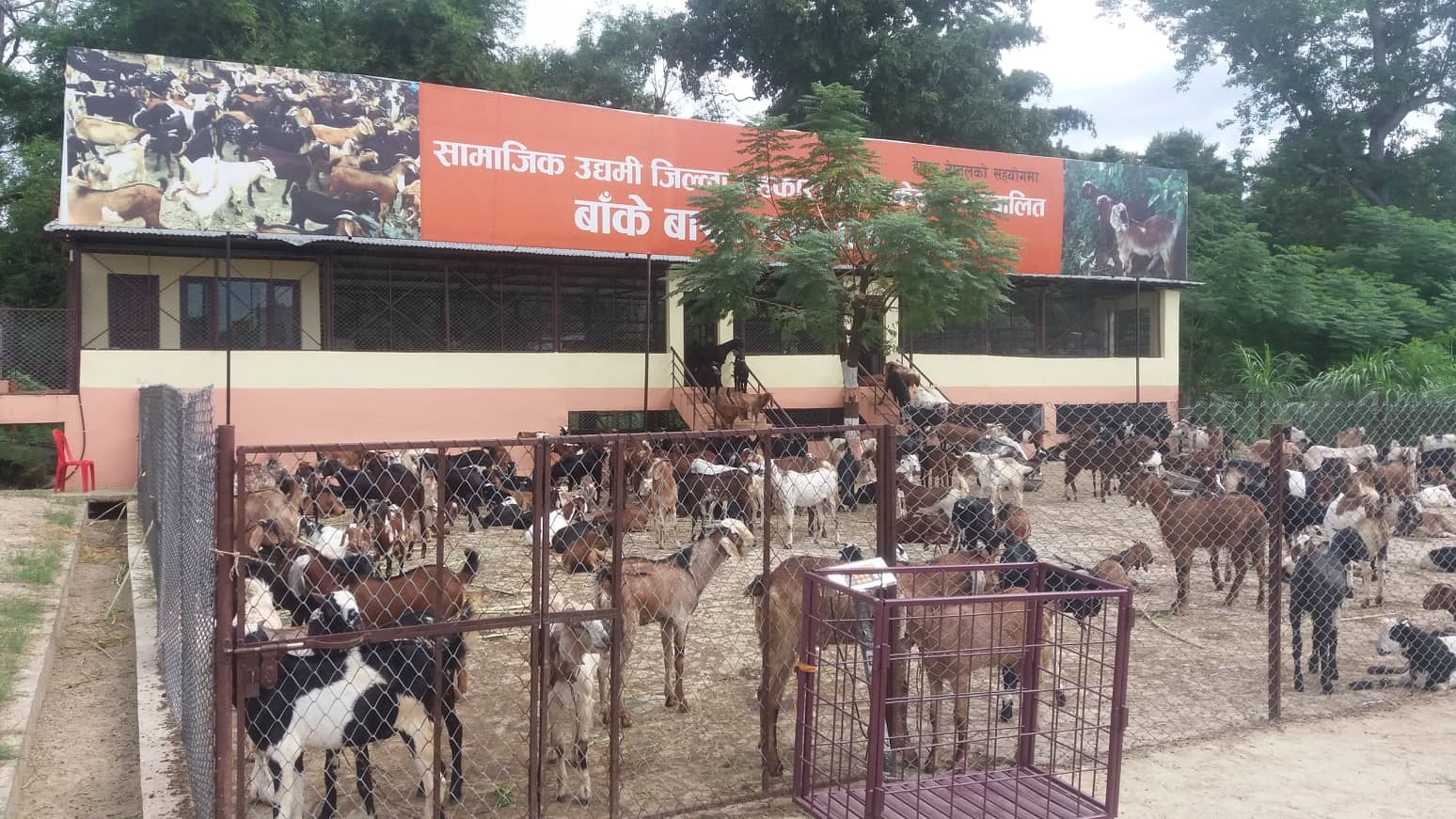 दशैंमा ५ करोड २५ लाखका खसीबोका बिक्रि