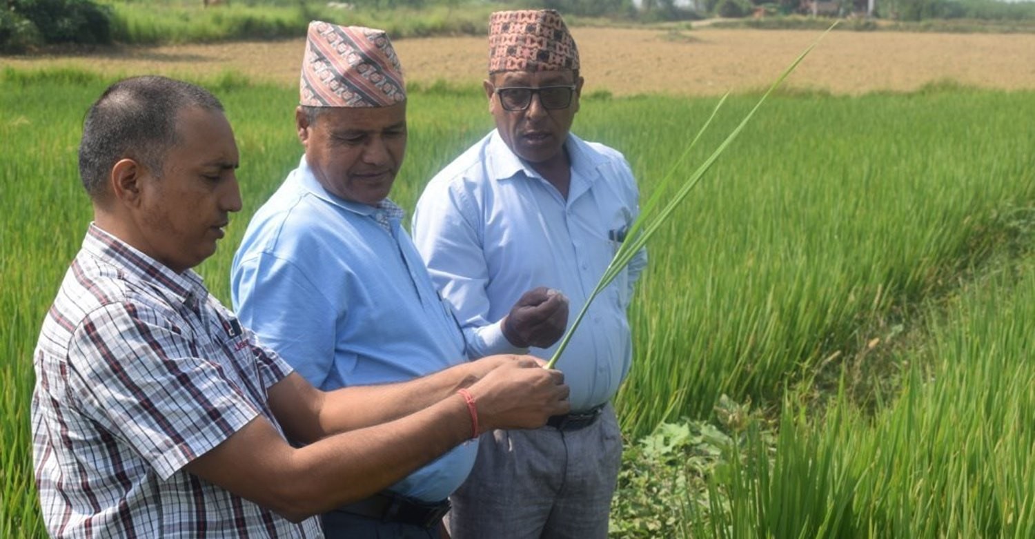 गरिमा जात धानको बीउ भनी बेच्नेबाट क्षतिपूर्ति भराइँदै