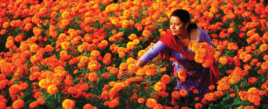 फूलमा आत्मनिर्भर बन्दै बाँके