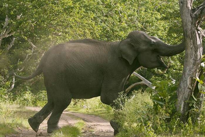 हात्तीको आक्रमणबाट बच्न गणेशको पूजा