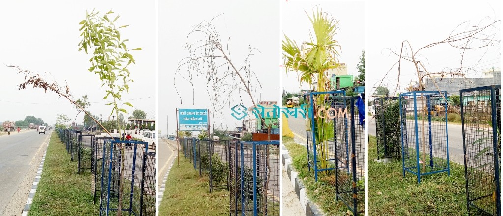 मन्त्री राईले रोपेका अधिकांश विरूवा सुक्दै