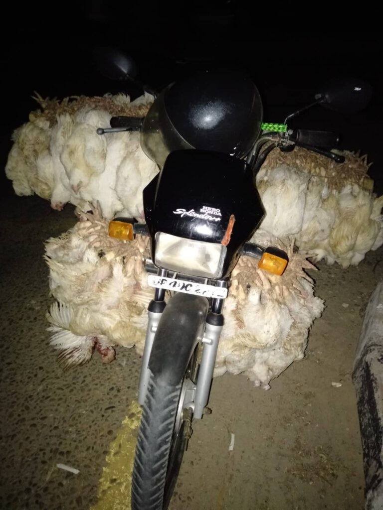 भारतीय कुखुरासहित दुई पक्राउ