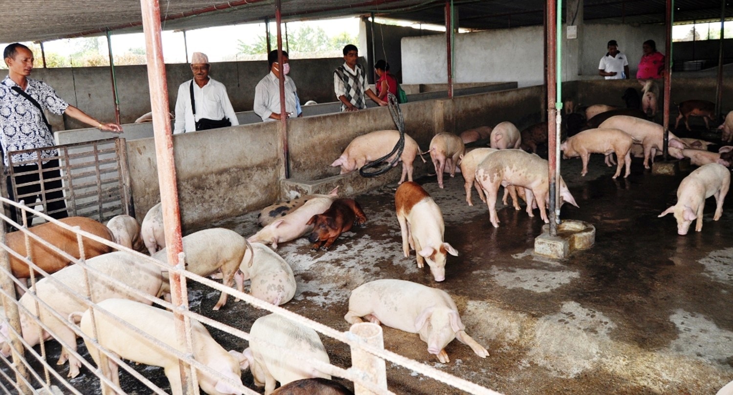 असफल बन्दै बंगुरपालन व्यवसाय
