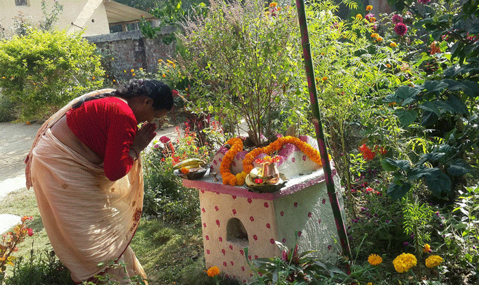 आज हरिबोधिनी एकादशी : तुलसी र दामोदरको विवाह गरी पर्व मनाइँदै