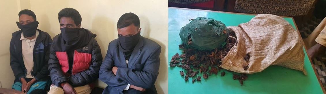 प्रतिबन्धित जडीबुटी पाँच ओलेसहित तीन पक्राउ
