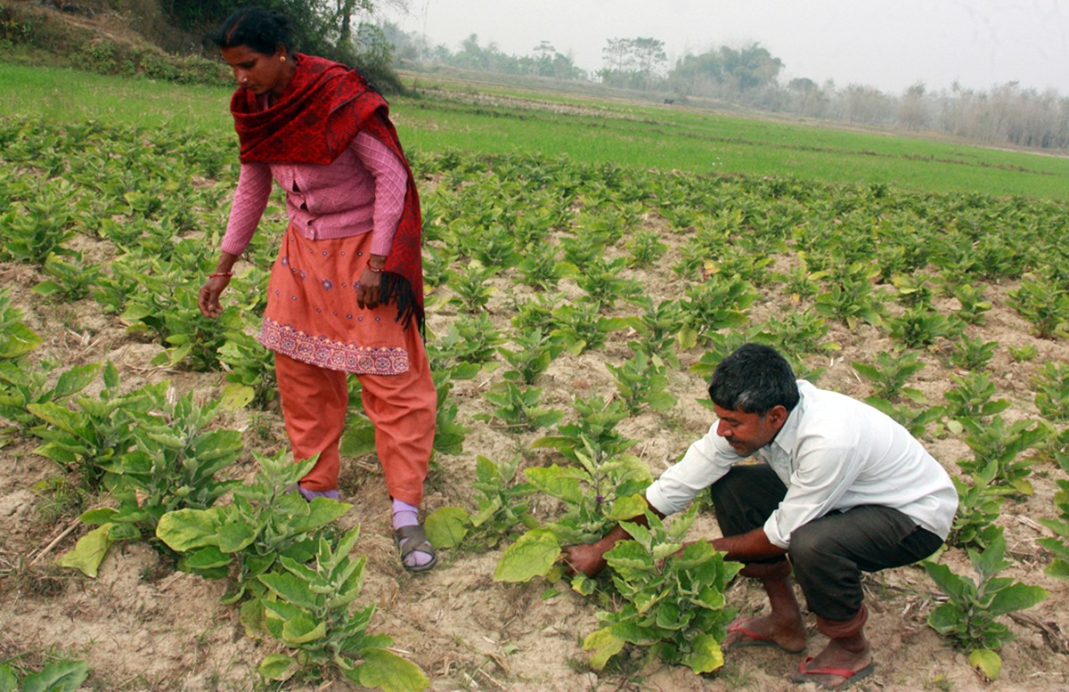 हिउँदे वर्षाले तरकारीबालीमा क्षति