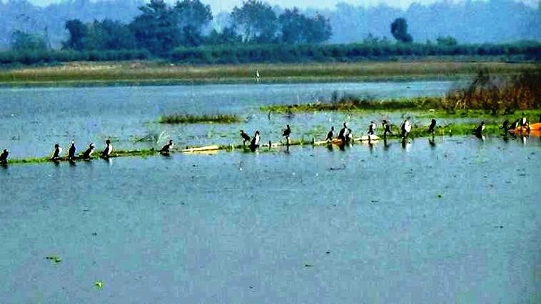 कञ्चनपुरका नदी, तालतलैया, सिमसमार क्षेत्रमा बसाइँ सारेर आउने चराको चहलपहल