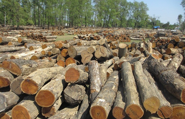 विपन्नलाई घर निर्माण गर्न निःशुल्क काठ