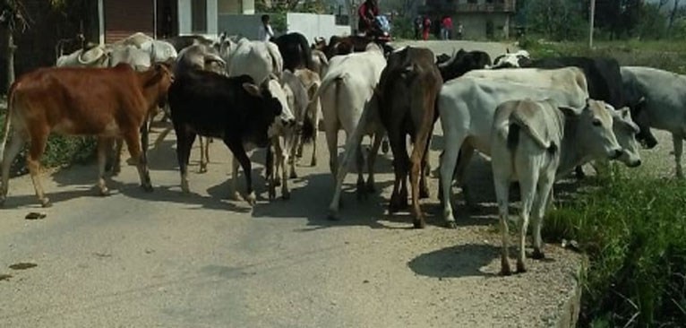 ५८ वटा गोरुसहित भारतीय नागरिक पक्राउ