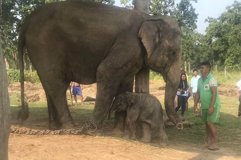 आधा दर्जन हात्ती जन्माउने पूजाकलीको मृत्यु