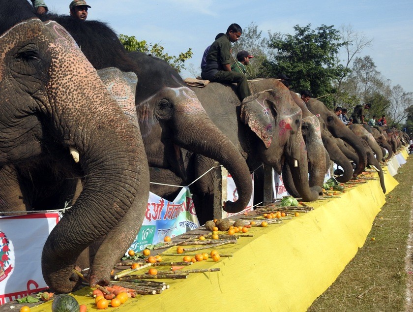 हात्ती वनभोजमा ८५ वटा हात्ती सहभागी