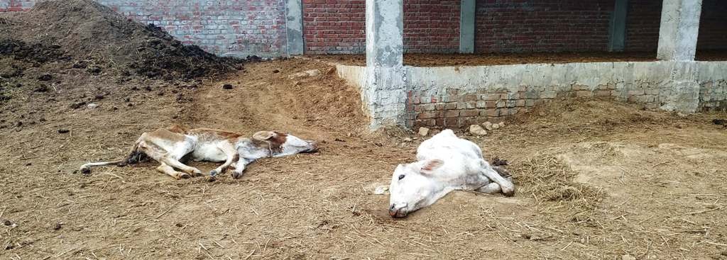 काञ्जिहाउस : ७ गाईगोरू मरणासन्न, दर्जनौं विरामी, छैन उपचार