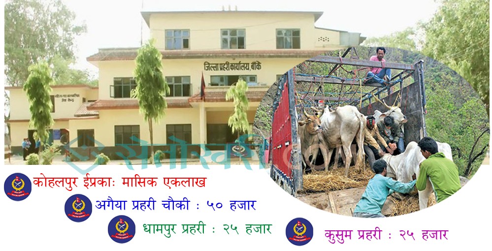 गोरू तस्करी: तस्करले कुन प्रहरी ईकाईमा कति रकम बुझाउँछन् ?