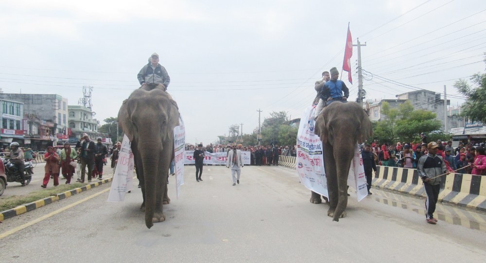 महोत्सवमा हात्तिको प्रयोग