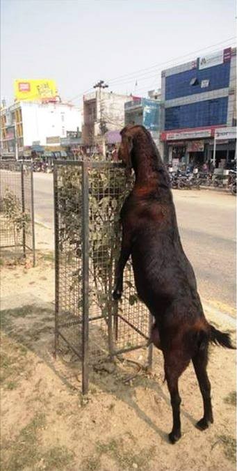 संरक्षणको जिम्मा कसको ?