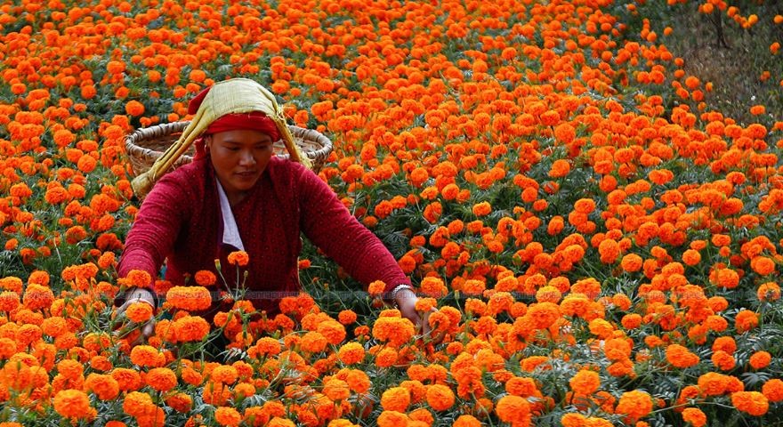 तिहारमा भारतबाट फूल नल्याइने
